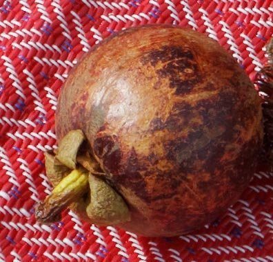 Le fruit exotique miraculine, originaire d'Afrique de l'Ouest - Tous les  fruits exotiques présentés sur le site - Fruits Exotiques